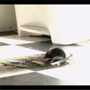 The Ridges "Mouse Incident"