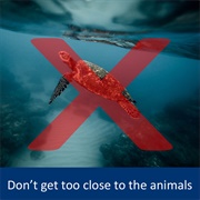 Don't Get Close to a Wild Animal