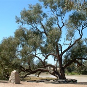 Burke & Wills Dig Tree, Australia