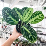 Prayer Plant