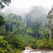 Rainforests of Borneo