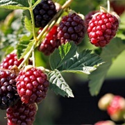 Tending to Berry Patch