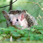 Long-Eared Hedgehog