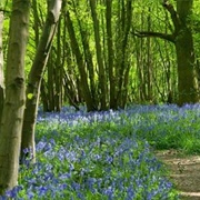Sandridge and Nomansland Common, Hertfordshire, England