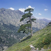 Corsica Floral Region
