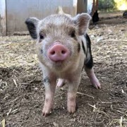 Mini Pig