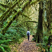 Go on a Rainforest Hike