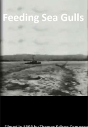 Feeding Sea Gulls (1898)