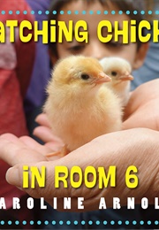 Hatching Chicks in Room 6 (Caroline Arnold)