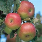 Wagener Apple