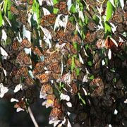 Goleta Monarch Butterfly Grove