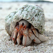 Hermit Crab