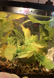 Bound to Be Fools (Hsshjhf)