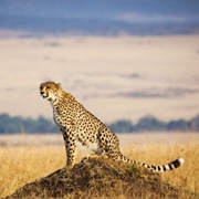 Maasai Mara National Reserve, Kenya
