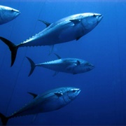 Ode to a Large Tuna in the Market -Neruda