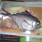 Atlantic Pomfret