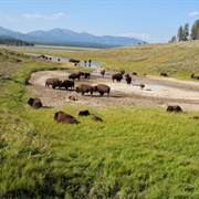 Hayden Valley, Yellowstone National Park