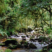 Ranomafana National Park, Madagascar