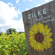 Sunflower Festival at Zilke Vegetable Farm (Milan, Michigan)