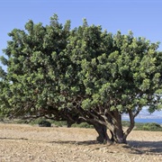 Carob Tree