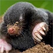 Every Mole Has His Day
