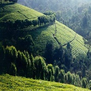 Rumonge Nature Reserve, Burundi