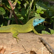 European Green Lizard