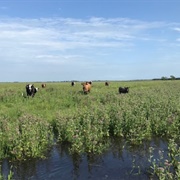 Airboat Rides at MIDWAY