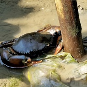 Mud Crab Fishing (& Eating), Darwin, Australia