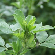 Alfalfa Leaves