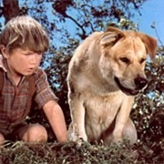 Old Yeller (Old Yeller, 1957)