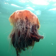 Lion's Mane Jellyfish