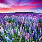 The Russell Lupins Field, Lake Tekapo, New Zealand