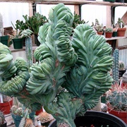 Myrtillo Cactus