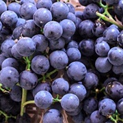 Coronation Grapes