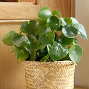 Peperomia