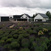 Bleu Lavande, Estrie