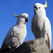Cockatoo