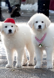 Santa Paws 2: The Santa Pups (2012)