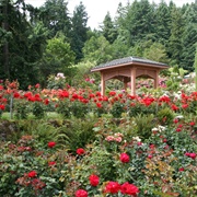 International Rose Test Garden