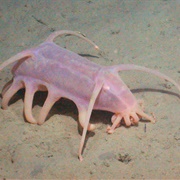 Sea Pig