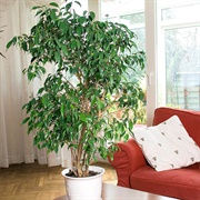 Ficus Benjamina