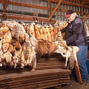 Went to a Fur Buyer's Warehouse