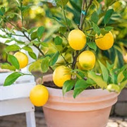 Lemon Tree