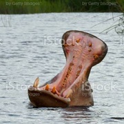 Hippo