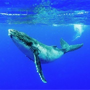 Humpback Whale