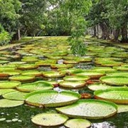 Mauritius National Botanical Garden in Pamplemousses, Mauritius