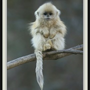 Marmoset