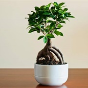 Ginseng Bonsai