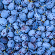 Blue Plums